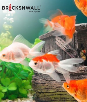 Which Types of Vastu Fishes Should You Keep at Home?